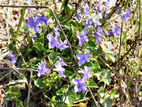 Violette - Viola cfr.riviniana